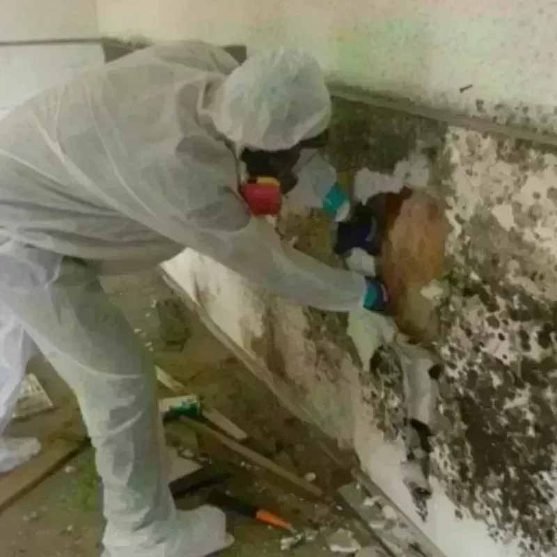 Mold Remediation and Removal in Raytown, MO